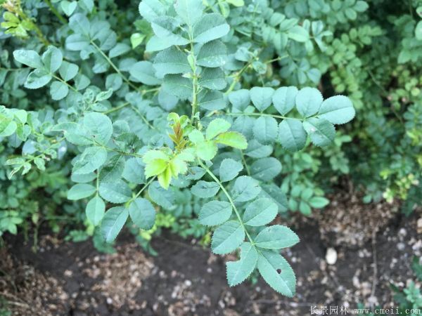 黄刺玫种子发芽出苗图片