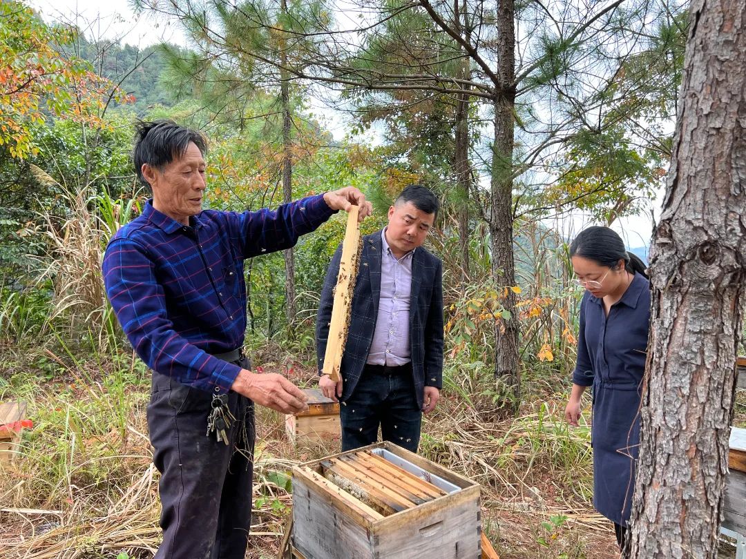 养蜂致富一年收入500万_致富经养殖养蜂_致富养殖养蜂视频