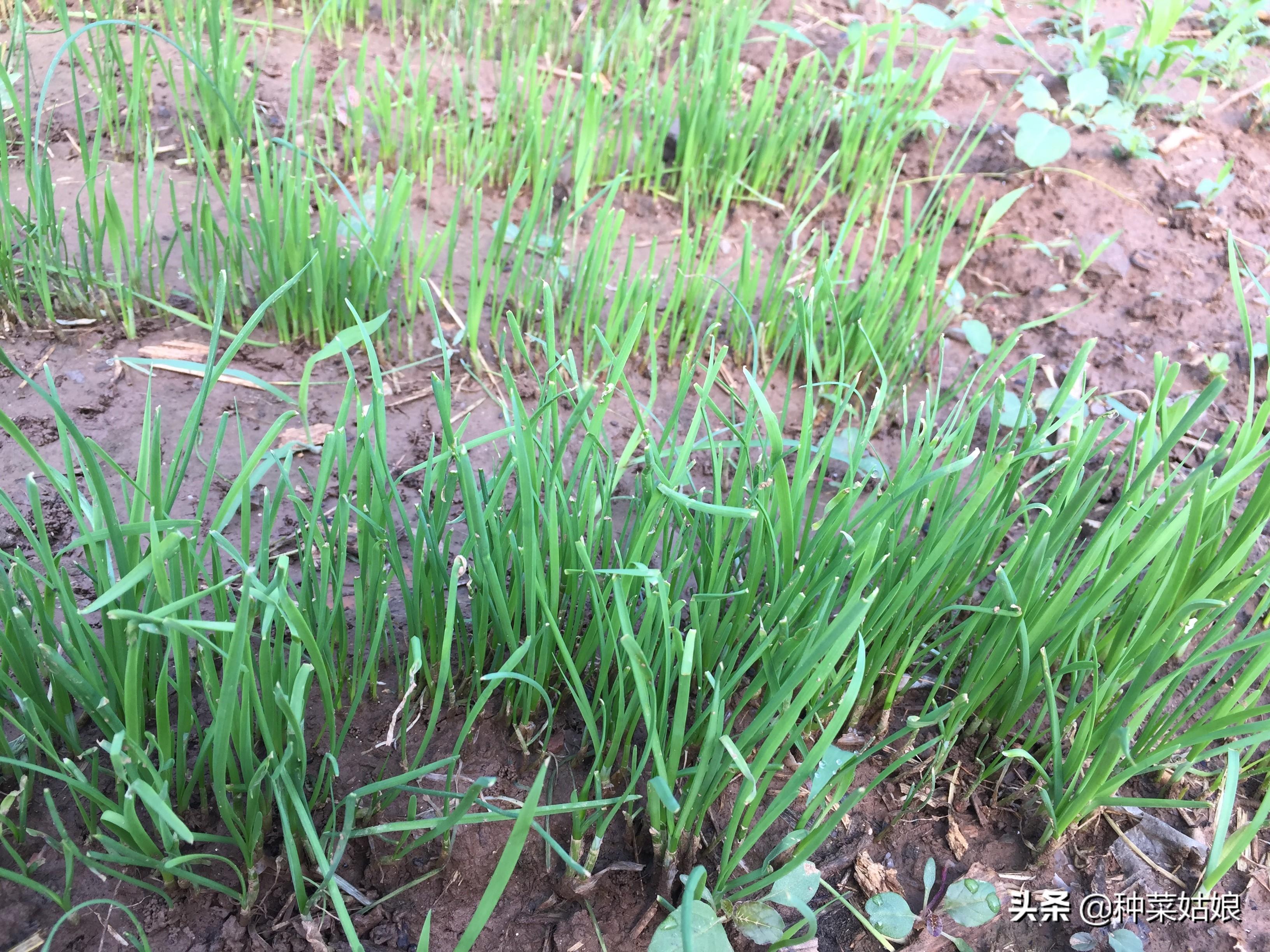 韭菜种植技术与栽培_韭菜种植技术和时间_韭菜种植技术