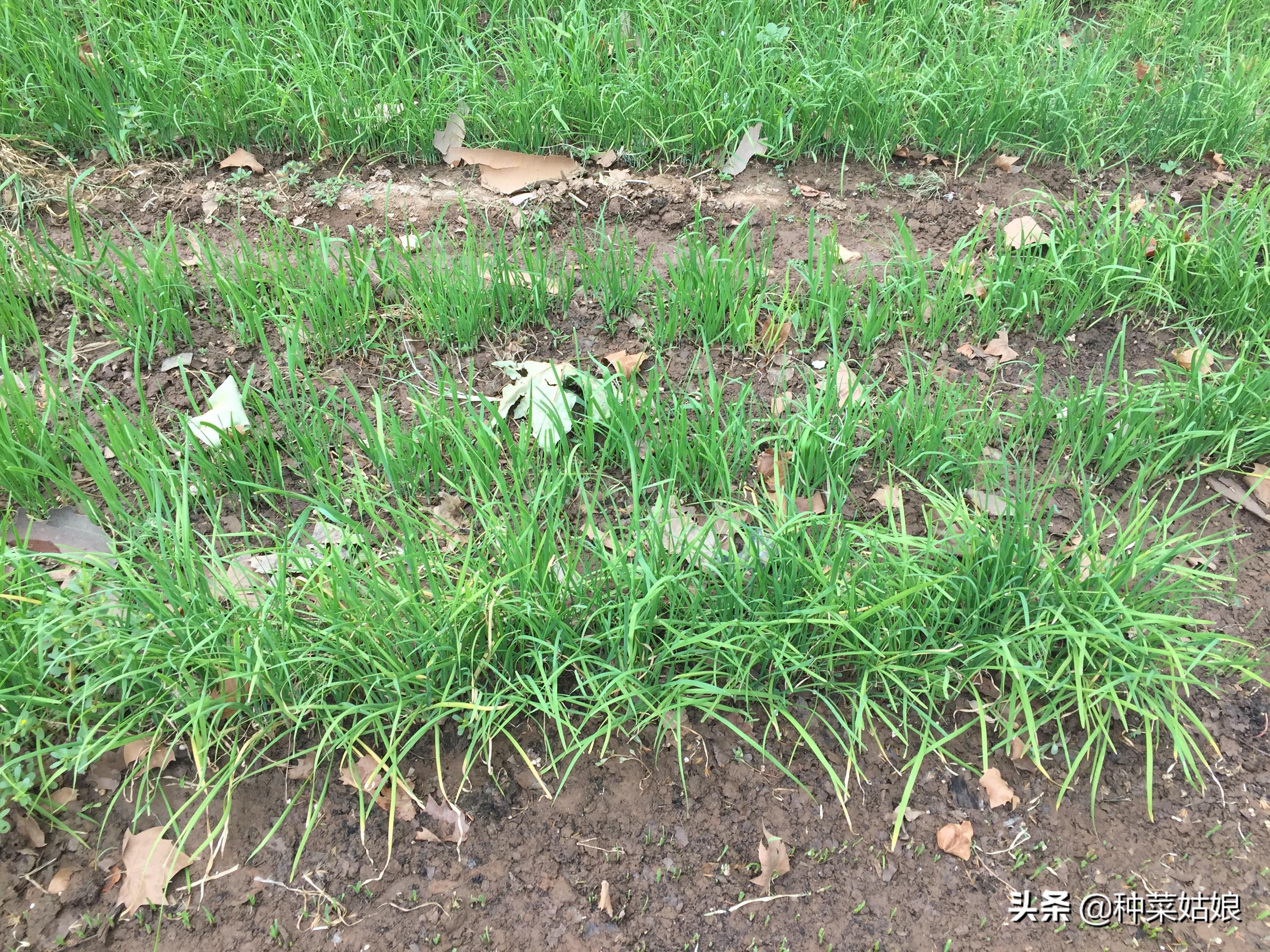 韭菜种植技术与栽培_韭菜种植技术和时间_韭菜种植技术