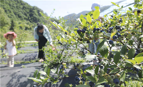 湖北种植草莓致富_湖北种什么草莓好吃_湖北适合种哪种草莓