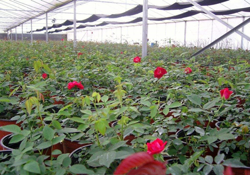 农村种植致富花草_农村种花致富能人_致富花草种植农村图片大全