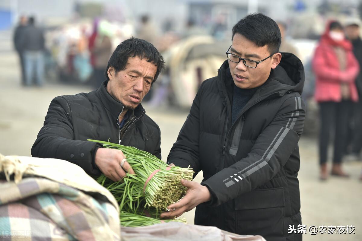 韭菜种植技术_韭菜种植技术和时间_大棚韭菜种植技术