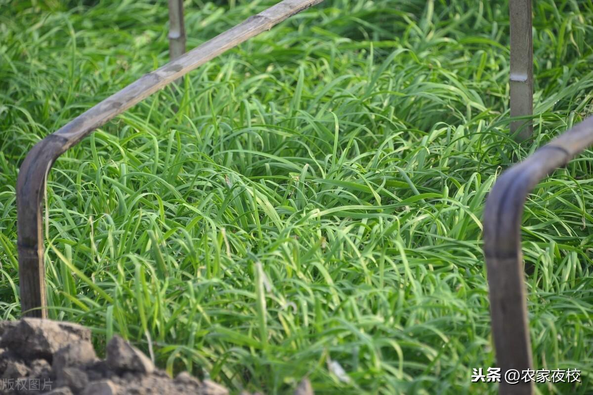 大棚韭菜种植技术_韭菜种植技术和时间_韭菜种植技术