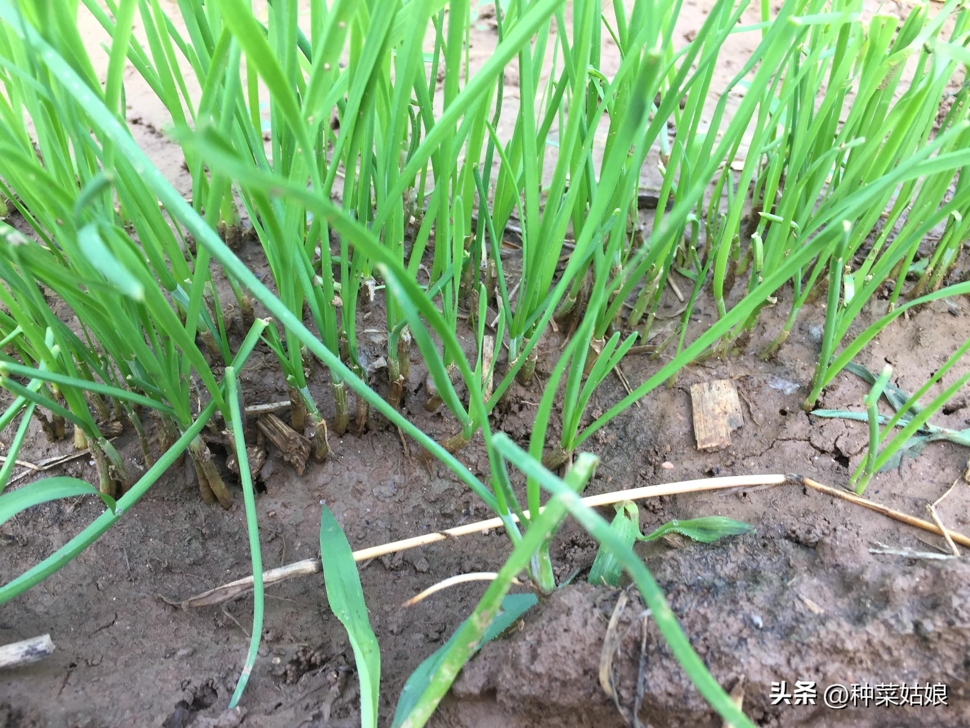 韭菜种植技术_大棚韭菜种植技术_韭菜种植技术与管理方法