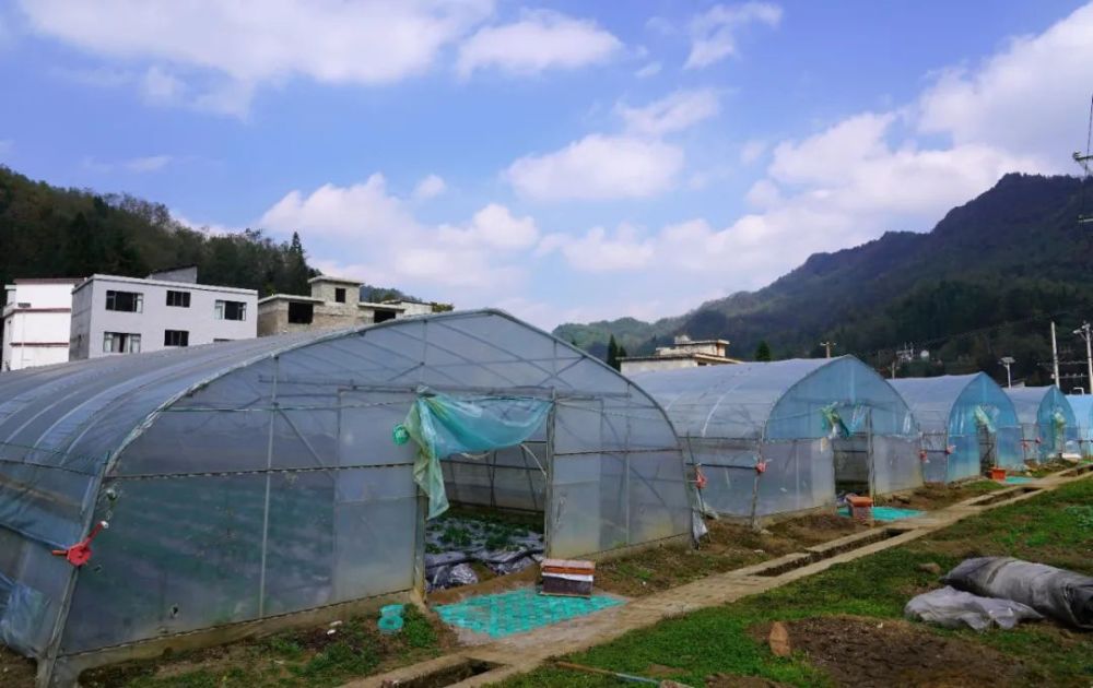 湖北种植草莓致富_湖北种草莓吗_湖北草莓主栽品种是哪些