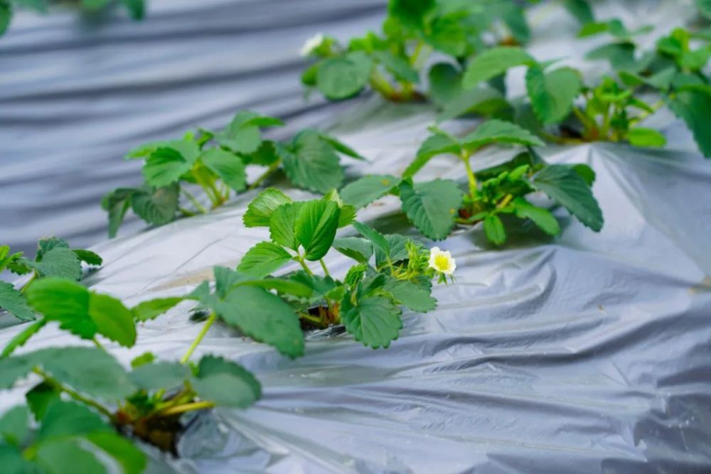 湖北草莓主栽品种是哪些_湖北种草莓吗_湖北种植草莓致富