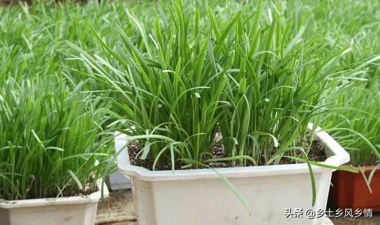 韭菜种植技术和时间_五色韭菜种植技术_韭菜种植技术