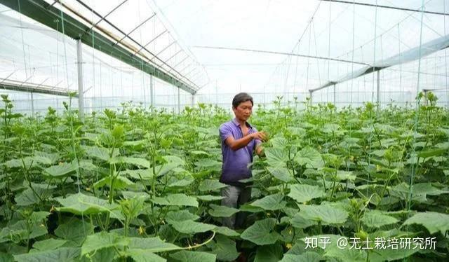 湖北草莓主栽品种是哪些_湖北种什么草莓好吃_湖北种植草莓致富