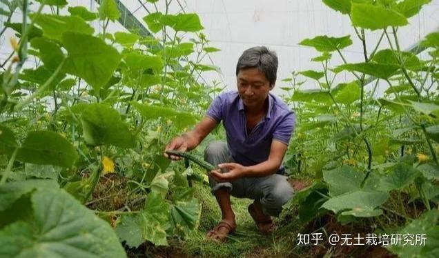 湖北种什么草莓好吃_湖北草莓主栽品种是哪些_湖北种植草莓致富