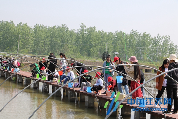 致富水稻种植农民后代图片_种水稻的农民_70后农民种植致富水稻