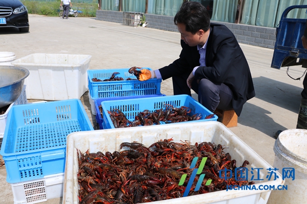 致富水稻种植农民后代图片_种水稻的农民_70后农民种植致富水稻