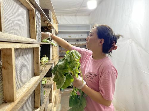 致富蜗牛养殖项目有哪些_致富项目蜗牛养殖_致富蜗牛养殖项目介绍