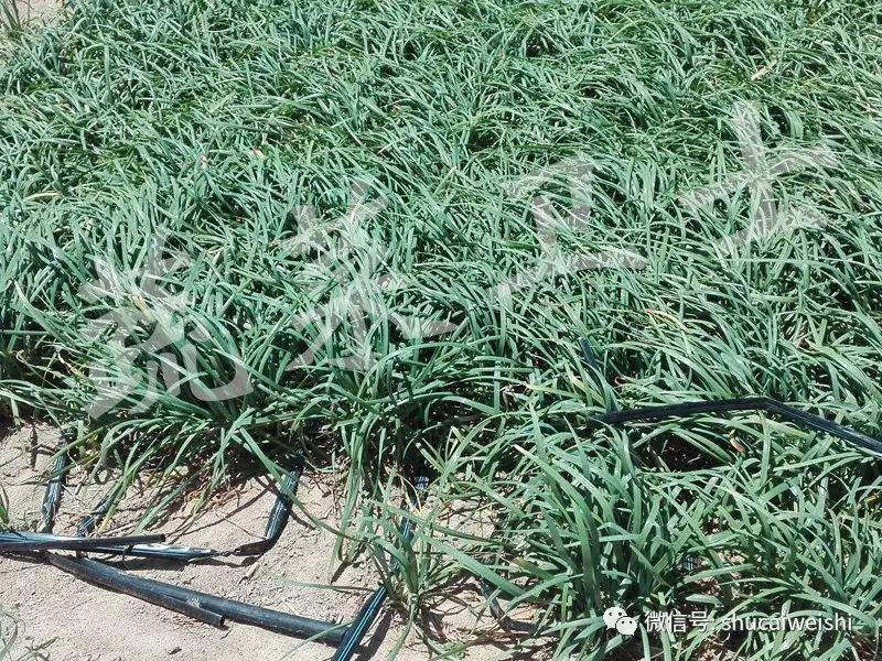 韭菜种植技术和时间_大棚韭菜种植技术_韭菜种植技术