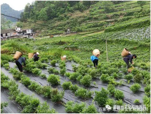 漆树种植技术_致富种植漆树图片_漆树种植致富