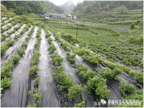 致富种植漆树图片_漆树种植技术_漆树种植致富