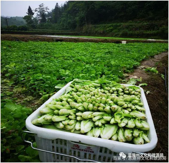 致富种植漆树图片_漆树种植致富_漆树种植技术