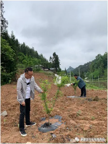 漆树种植致富_致富种植漆树图片_漆树种植技术