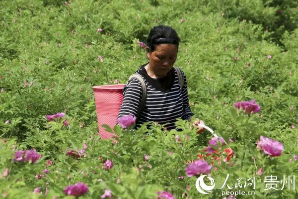 漆树种植致富_种植漆树前景怎么样_漆树种植技术