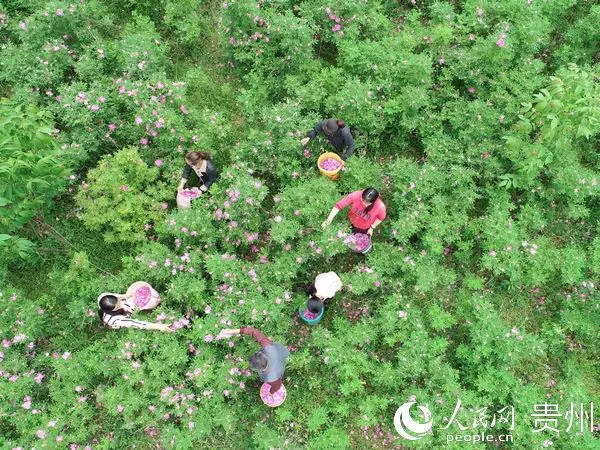 种植漆树前景怎么样_漆树种植技术_漆树种植致富