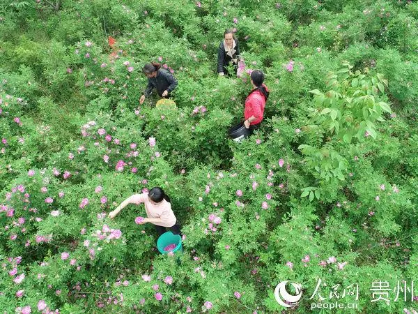 种植漆树前景怎么样_漆树种植技术_漆树种植致富