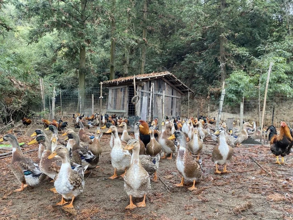 鸡鸭养殖致富方法_致富养殖鸡鸭方法视频_致富养殖鸡鸭方法有哪些