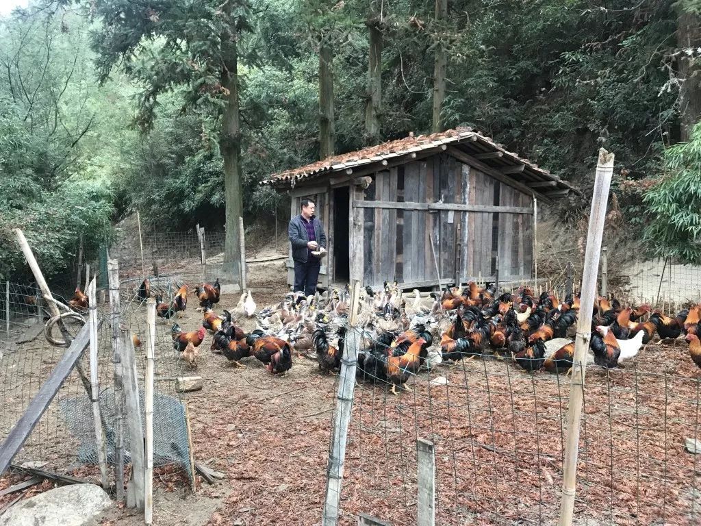 致富养殖鸡鸭方法有哪些_致富养殖鸡鸭方法视频_鸡鸭养殖致富方法