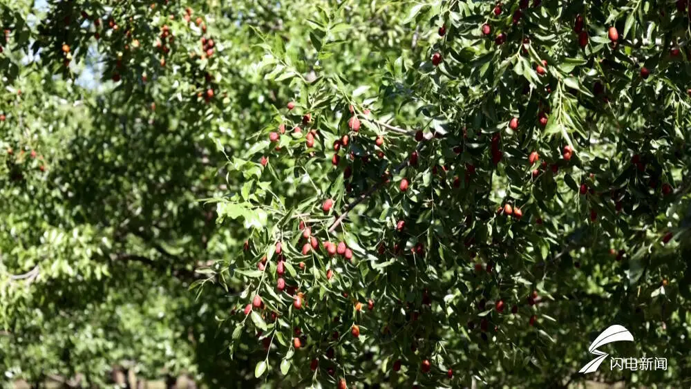 乐陵种植致富_种植致富业_种植致富经