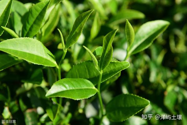 茶叶高产种植技术要点_高产茶叶种植技术_茶叶高产种植技术视频