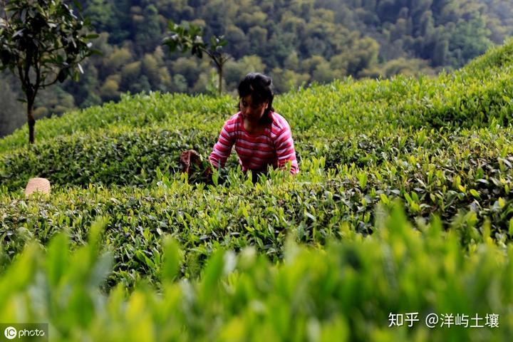 茶叶高产种植技术要点_茶叶高产种植技术视频_高产茶叶种植技术