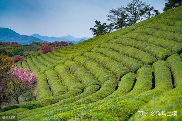 茶叶高产种植技术要点_茶叶高产种植技术视频_高产茶叶种植技术