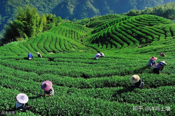 茶叶高产种植技术要点_高产茶叶种植技术_茶叶高产种植技术视频