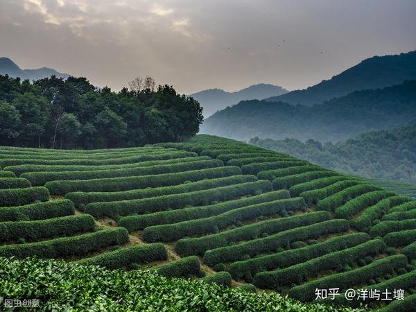 茶叶高产种植技术视频_茶叶高产种植技术要点_高产茶叶种植技术