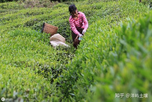 茶叶高产种植技术要点_高产茶叶种植技术_茶叶高产种植技术视频