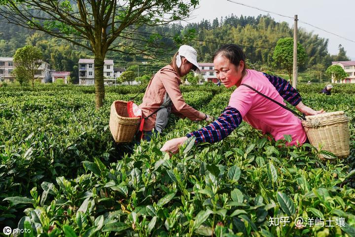 高产茶叶种植技术_茶叶高产种植技术要点_茶叶高产种植技术视频