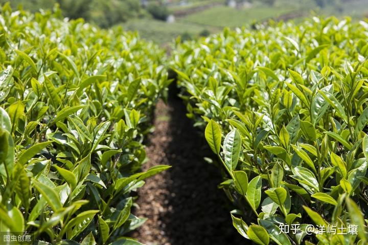 高产茶叶种植技术_茶叶高产种植技术要点_茶叶高产种植技术视频