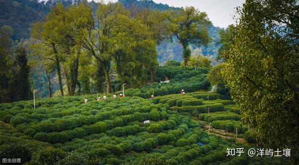 高产茶叶种植技术_茶叶高产种植技术视频_茶叶高产种植技术要点