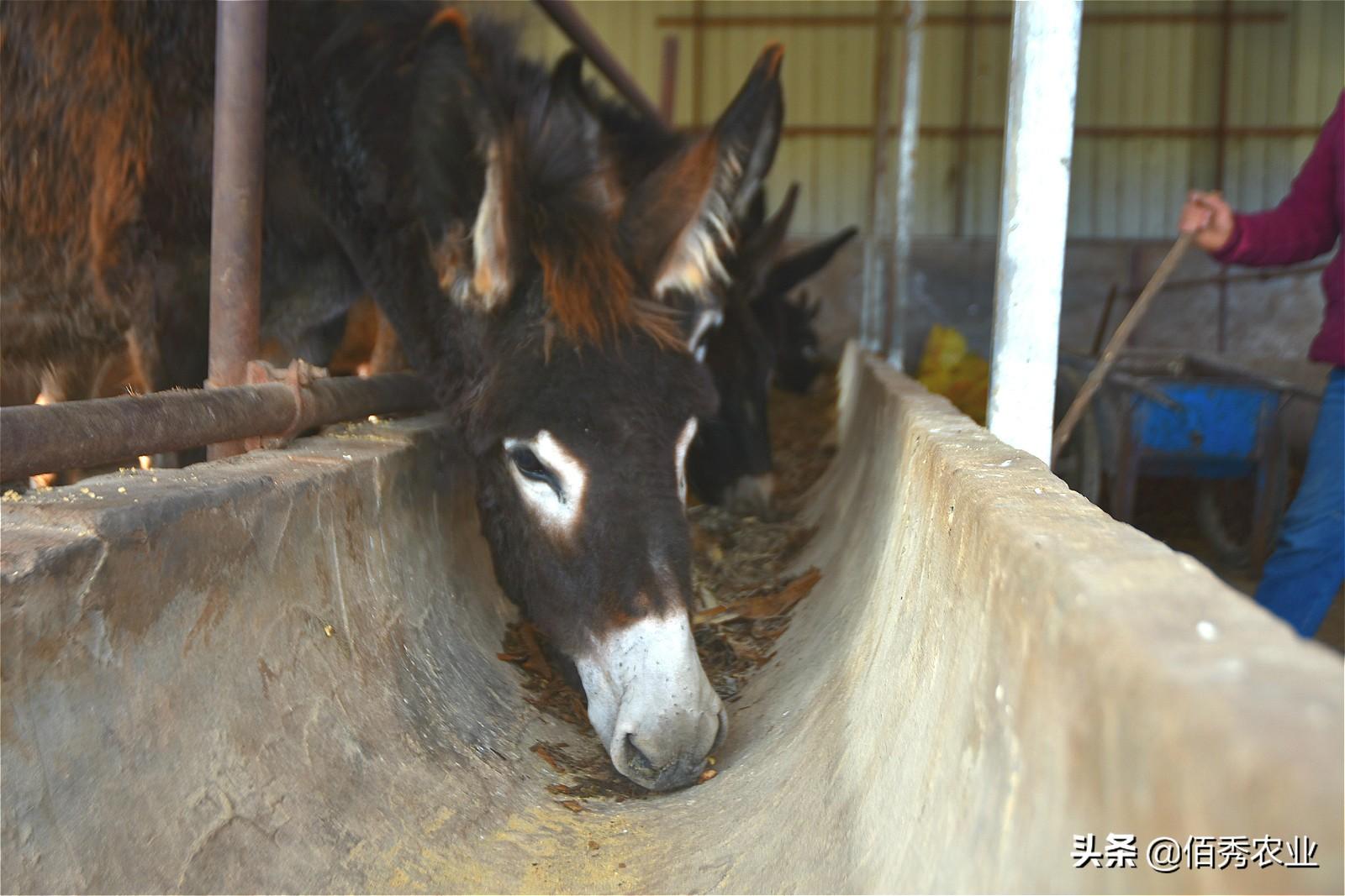 毛馿养殖技术_毛羊养殖_毛鱼养殖