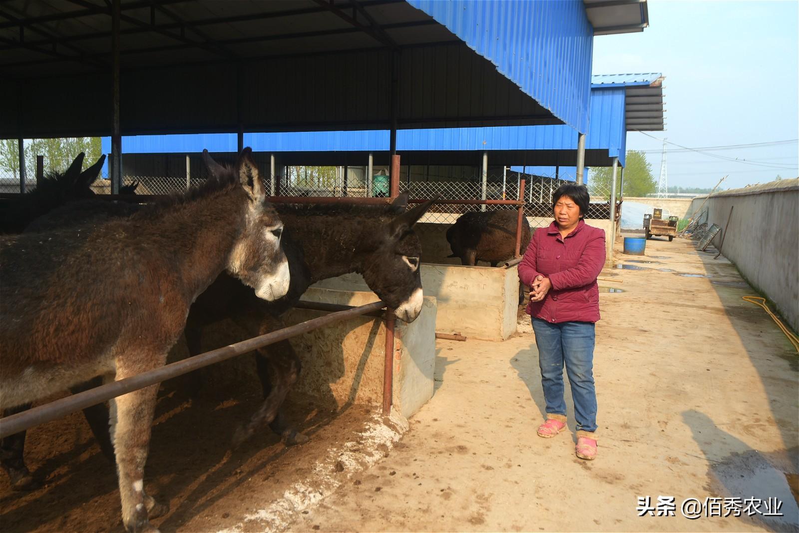 毛羊养殖_毛鱼养殖_毛馿养殖技术