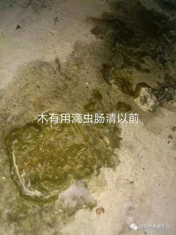 科技苑乳鸽养殖技术_科技苑肉鸽养殖视频_科技苑养肉鸽视频