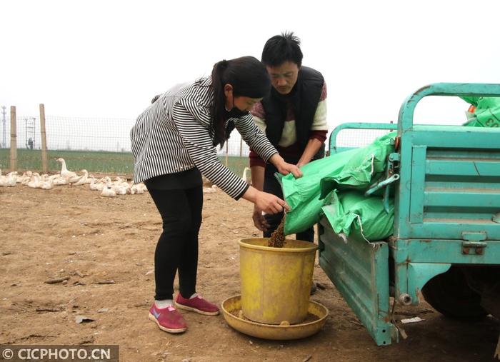 河北邯郸：“鹅司令”脱贫致富记