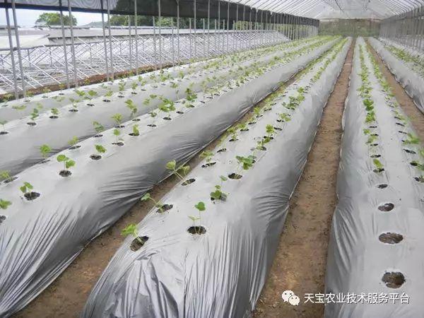 大棚种植草莓技术与管理_草莓大棚种植技术_大棚种植草莓技术书