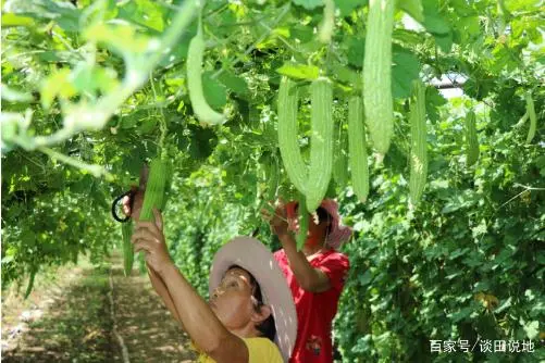 郏县王集乡：多彩产业盘活乡域经济促振兴