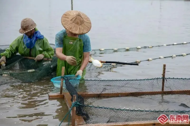 致富经斑节虾养殖技术_斑节虾养殖基地_工厂化养殖斑节虾视频