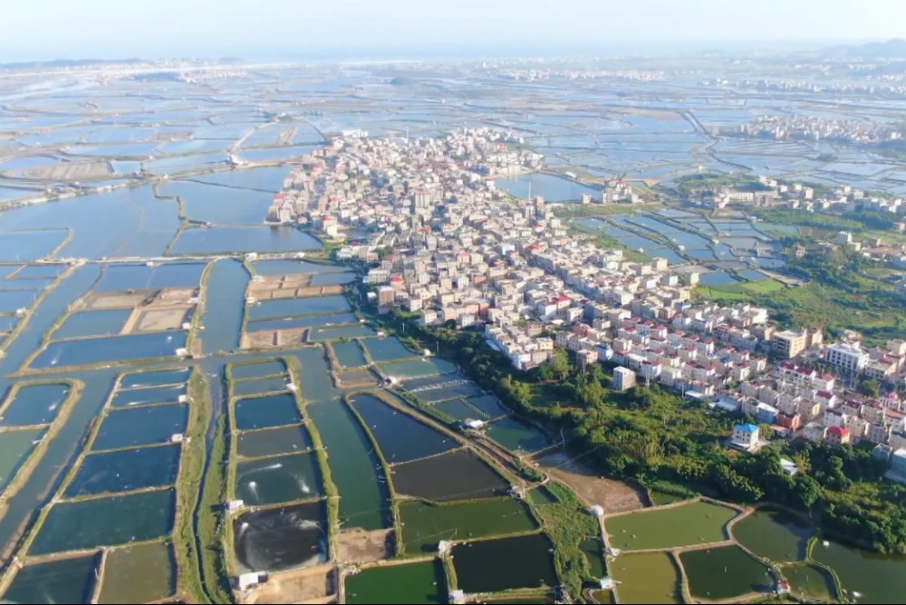 工厂化养殖斑节虾视频_致富经斑节虾养殖技术_斑节虾养殖基地