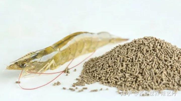 致富经斑节虾养殖技术_斑节虾养殖技术视频_斑蝥养殖利润与前景