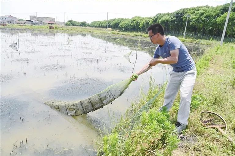 养殖斗鸡孵化技术不懂_孵化懂养殖斗鸡技术吗_斗鸡孵小鸡要多久才能出来