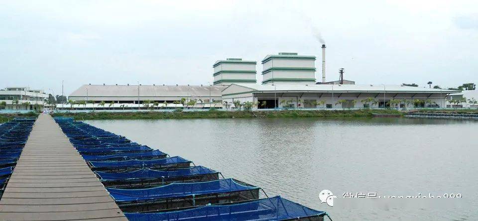 斑节虾养殖技术视频_致富经斑节虾养殖技术_斑节虾养殖基地