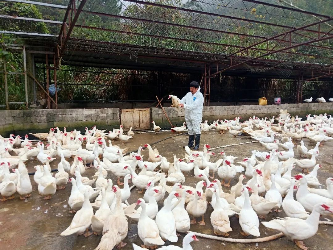 斗鸡孵小鸡要多久才能出来_斗鸡种蛋孵化技术_养殖斗鸡孵化技术不懂