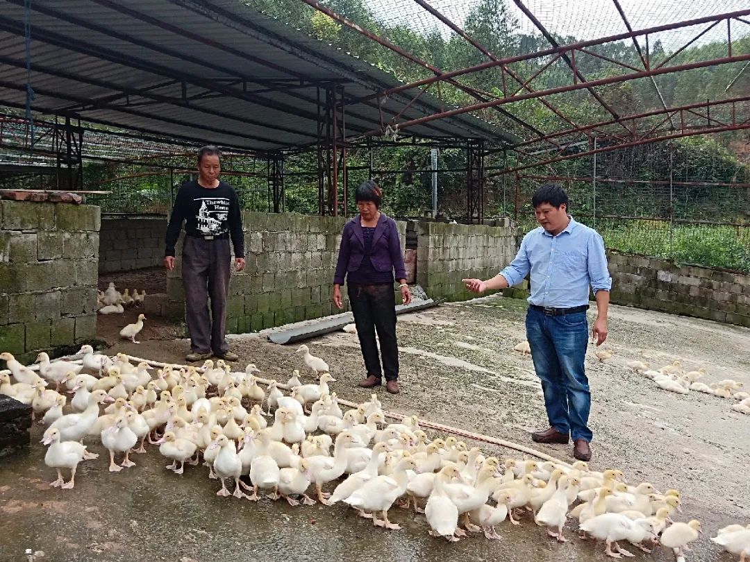 斗鸡孵小鸡要多久才能出来_斗鸡种蛋孵化技术_养殖斗鸡孵化技术不懂